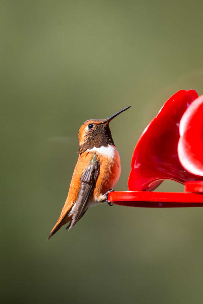 Rufous Hummingbird